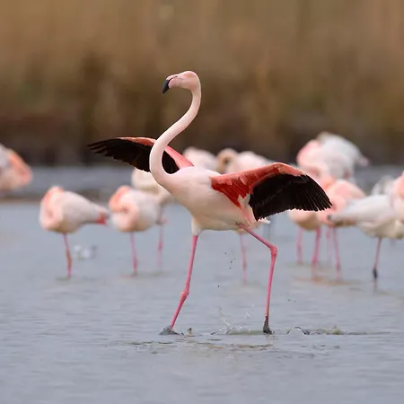 Le Flamant-2 By Interhome Διαμέρισμα Le Grau-du-Roi